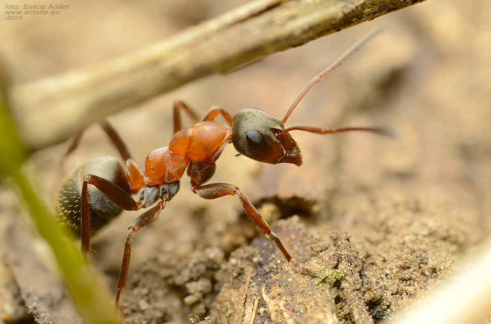 Formica rufibarbis - vörös rabszolgahangya