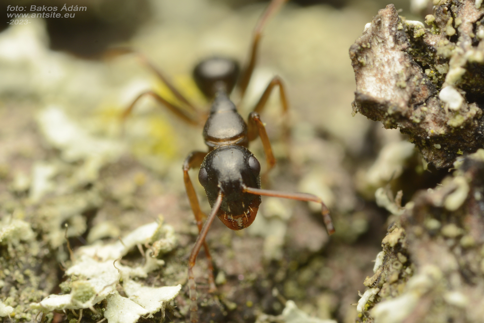 Camponotus fallax - ligeti lóhangya