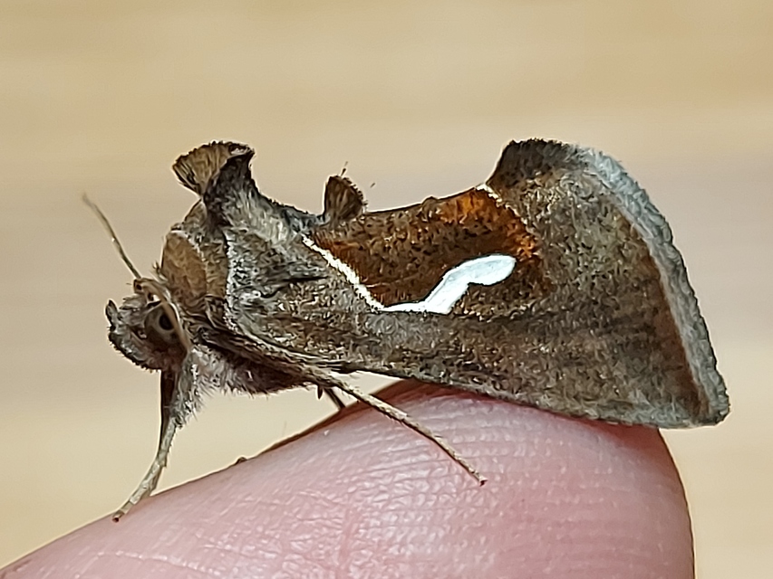 Macdunnoughia confusa - cseppfoltos ezüstbagoly Macdunnoughia confusa - cseppfoltos ezüstbagoly