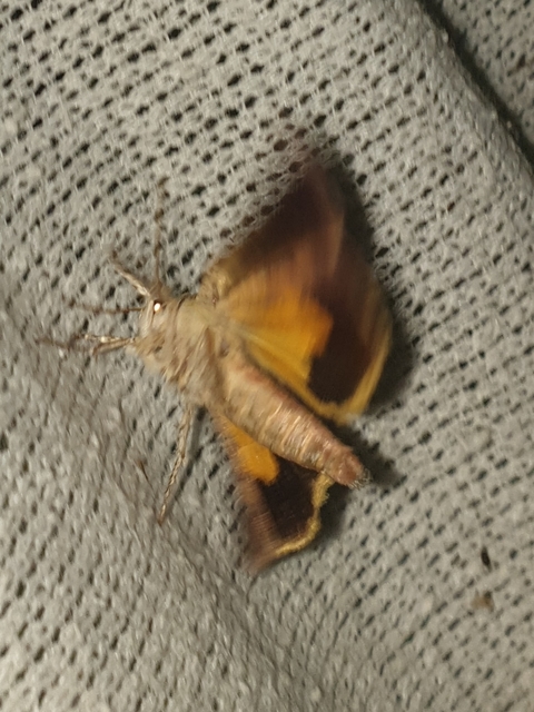 Noctua janthina - tarka sárgafűbagoly