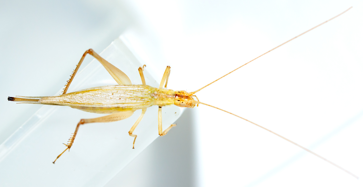 Oecanthus pellucens - pirregőtücsök