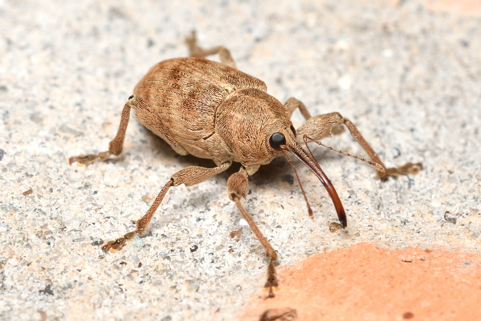 Curculio elephas - gesztenyezsuzsóka