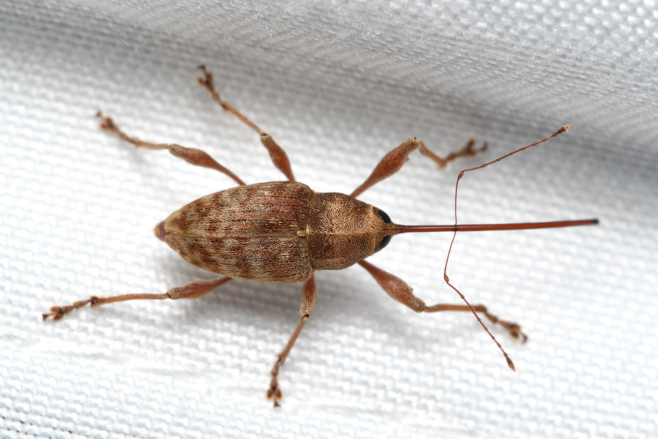 Curculio elephas - gesztenyezsuzsóka