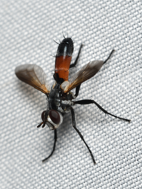 Cylindromyia