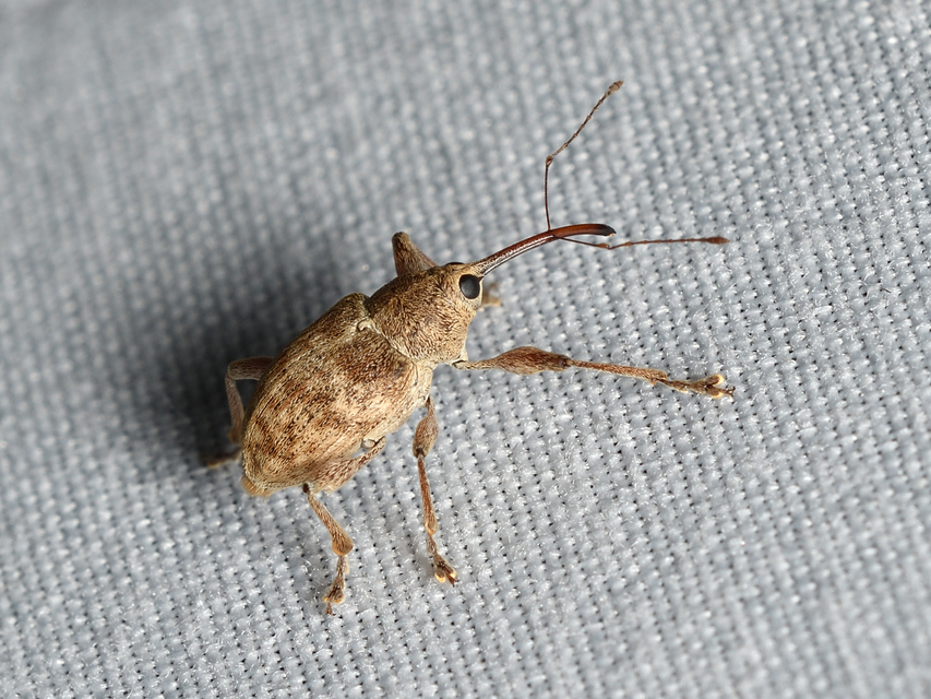 Curculio elephas - gesztenyezsuzsóka