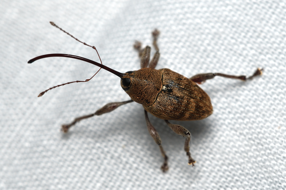 Curculio glandium - tölgymakkzsuzsóka