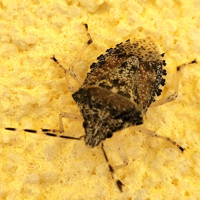 Rhaphigaster nebulosa - bencepoloska