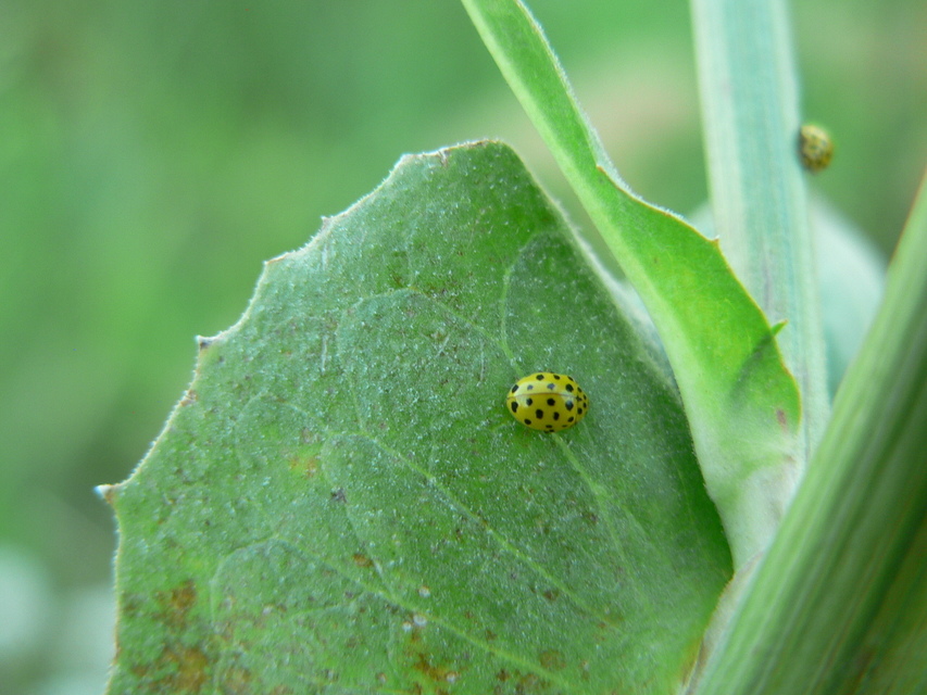 Psyllobora vigintiduopunctata - huszonkétpettyes katica