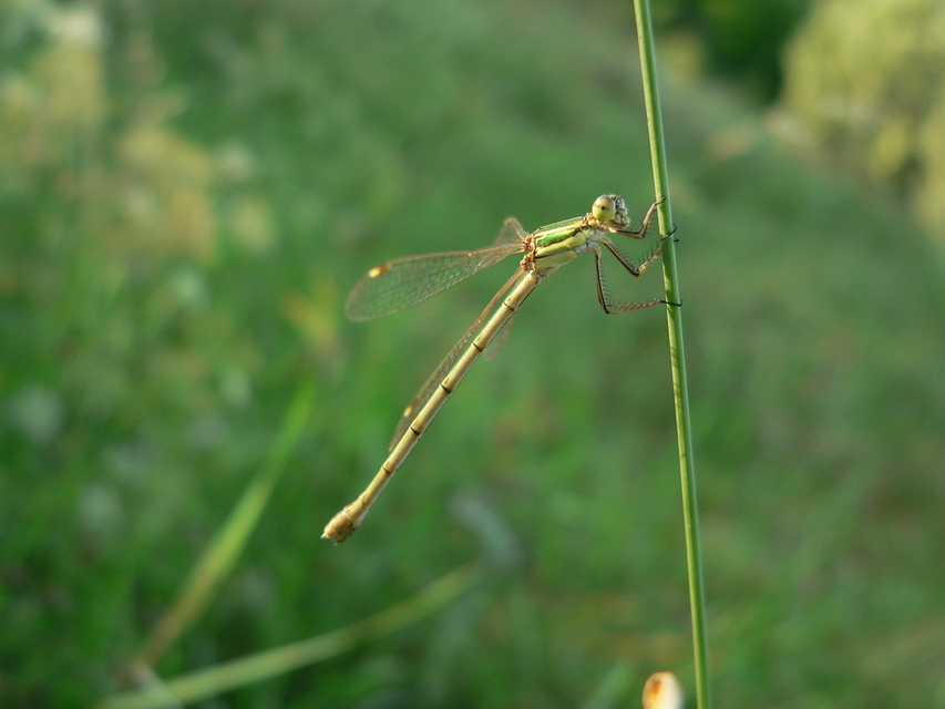 Lestes barbarus - foltosszárnyjegyű rablószitakötő