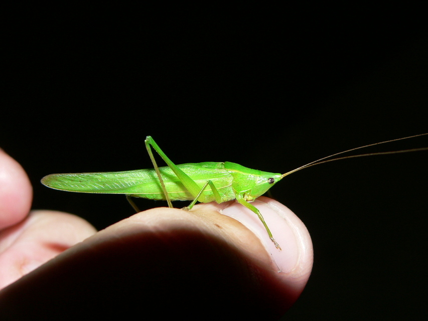 Ruspolia nitidula - nagy kúpfejűszöcske