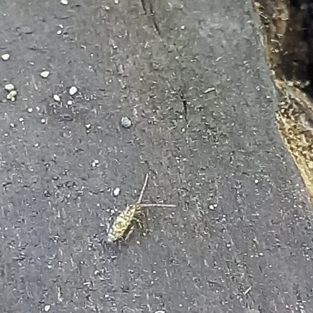 Collembola - Ugróvillások