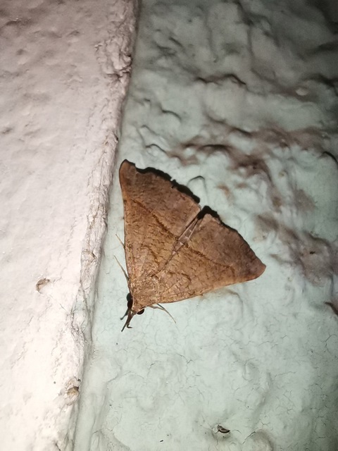 Hypena proboscidalis - ormányos karcsúbagoly