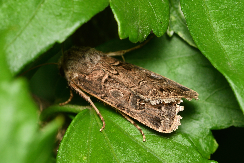Agrotis bigramma - kétjegyű földibagoly