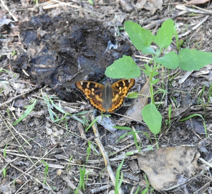 Apatura ilia - kis színjátszólepke