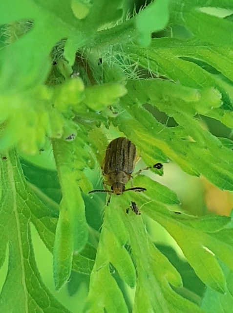 Ophraella communa - parlagfű-olajosbogár