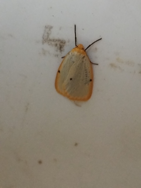 csontszínű molyszövő - Cybosia mesomella