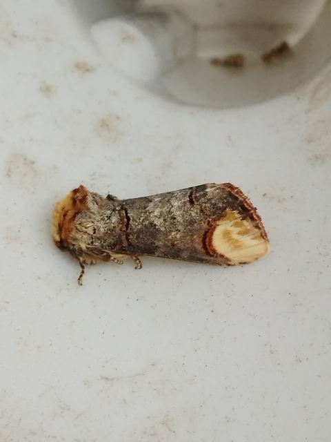 sárgafoltos púposszövő - Phalera bucephala