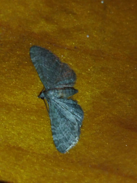 Eupithecia haworthiata - rozsdástestű törpearaszoló