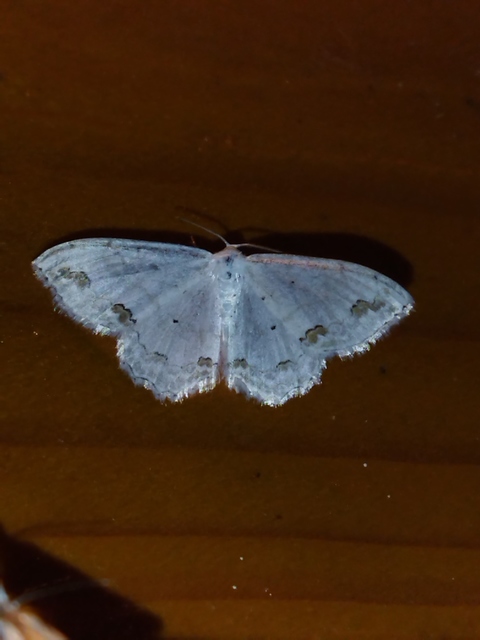 Scopula ornata - díszes fehéraraszoló
