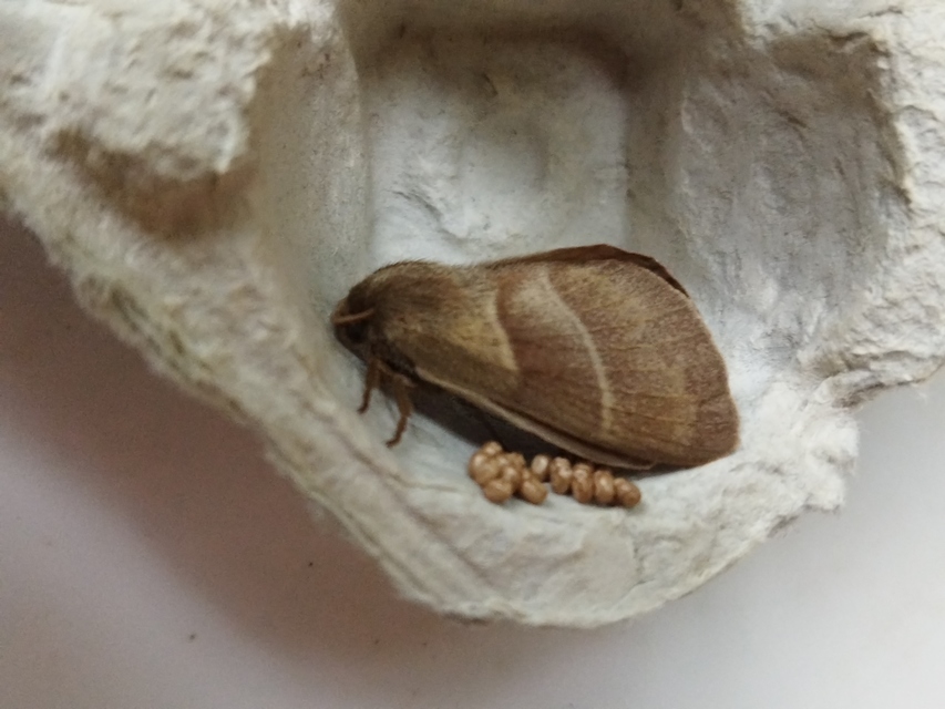 málnaszövő - Macrothylacia rubi