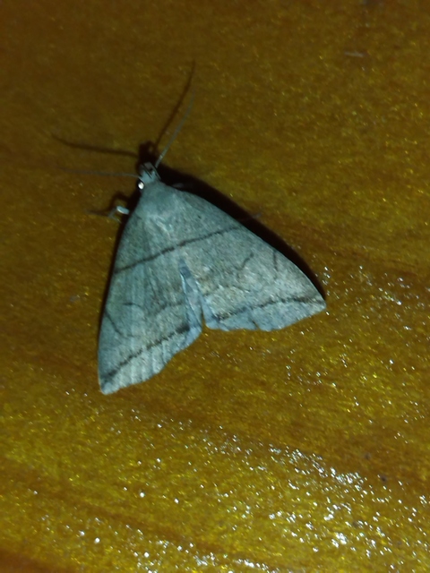 Herminia grisealis - ligeti karcsúbagoly