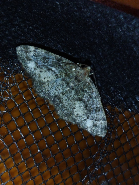 Parectropis similaria - barna zuzmóaraszoló