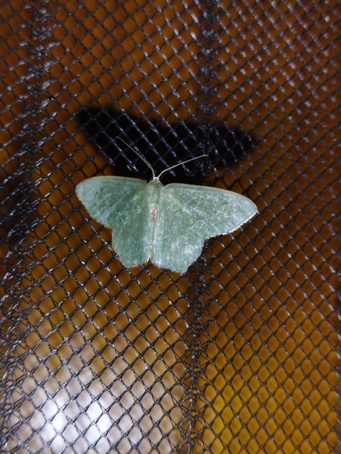 Hemithea aestivaria - nyír-zöldaraszoló