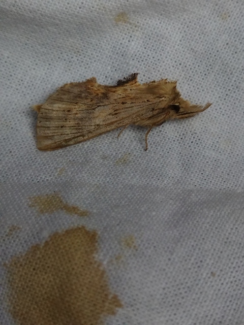 csőrös púposszövő - Pterostoma palpina