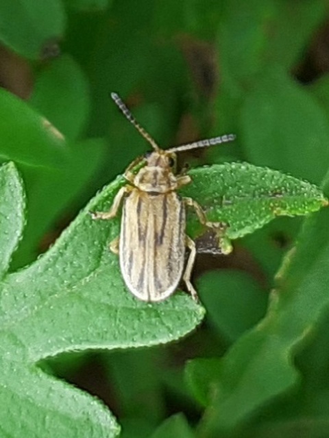 Ophraella communa - parlagfű-olajosbogár