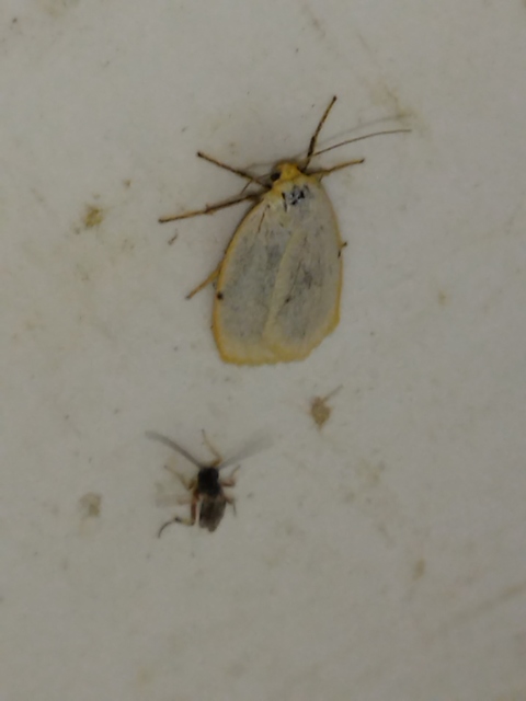 Cybosia mesomella - csontszínű molyszövő Cybosia mesomella - csontszínű molyszövő
