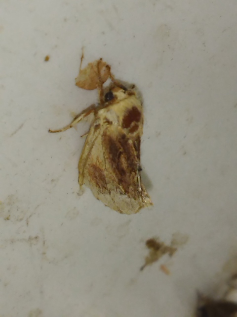 Ptilodon cucullina - csuklyás púposszövő