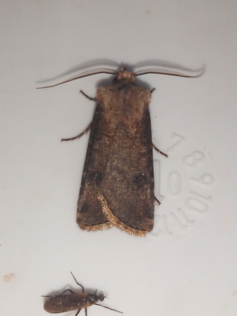 Agrotis clavis - zömök földibagoly