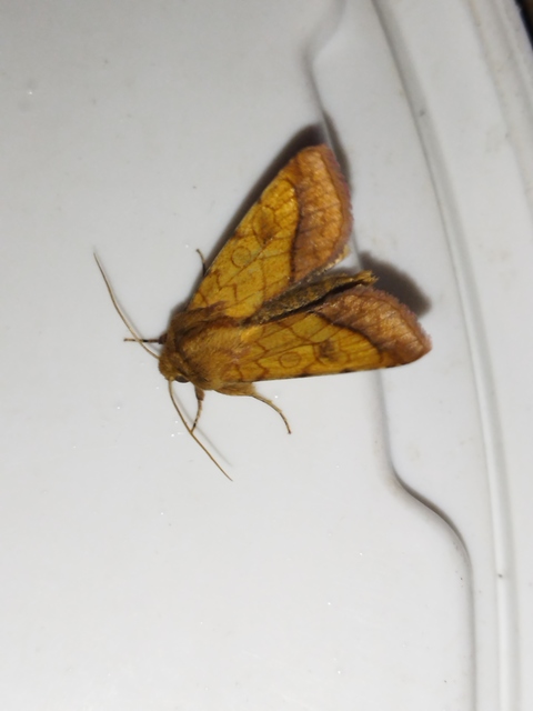 Pyrrhia umbra - iglicebagoly