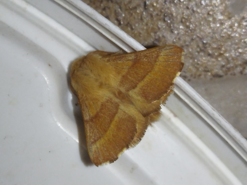 Malacosoma neustria - gyűrűsszövő