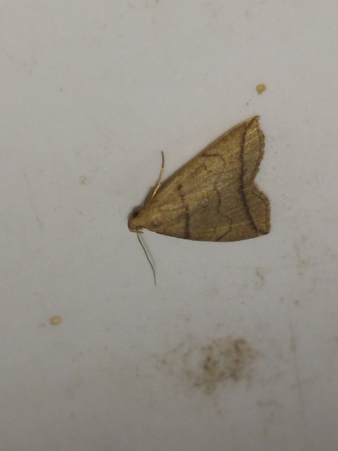 Herminia grisealis - ligeti karcsúbagoly