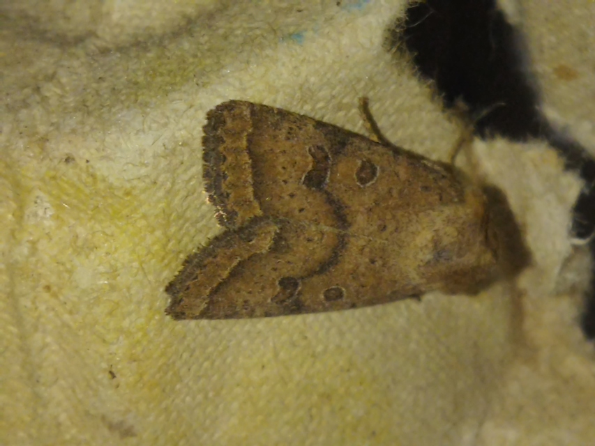Hoplodrina octogenaria - barna selymesbagoly