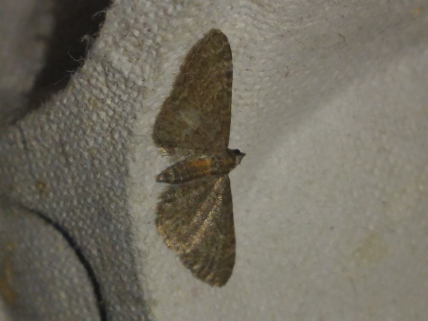 Eupithecia haworthiata - rozsdástestű törpearaszoló