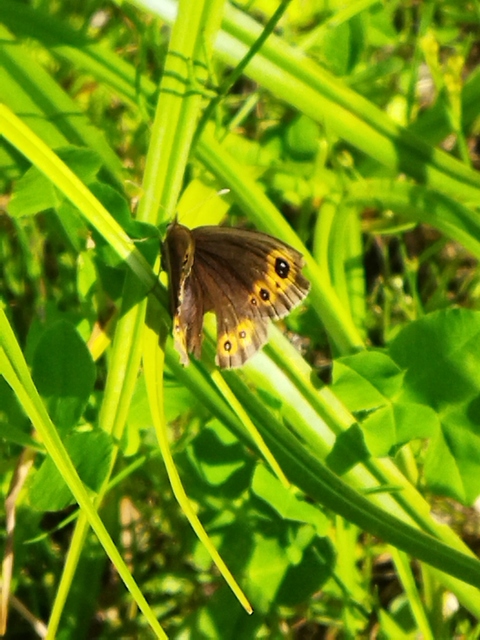 Erebia aethiops - közönséges szerecsenlepke