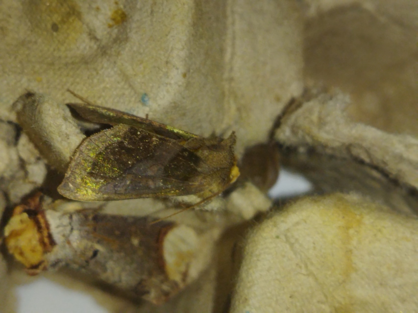 Diachrysia chrysitis - aranybagoly