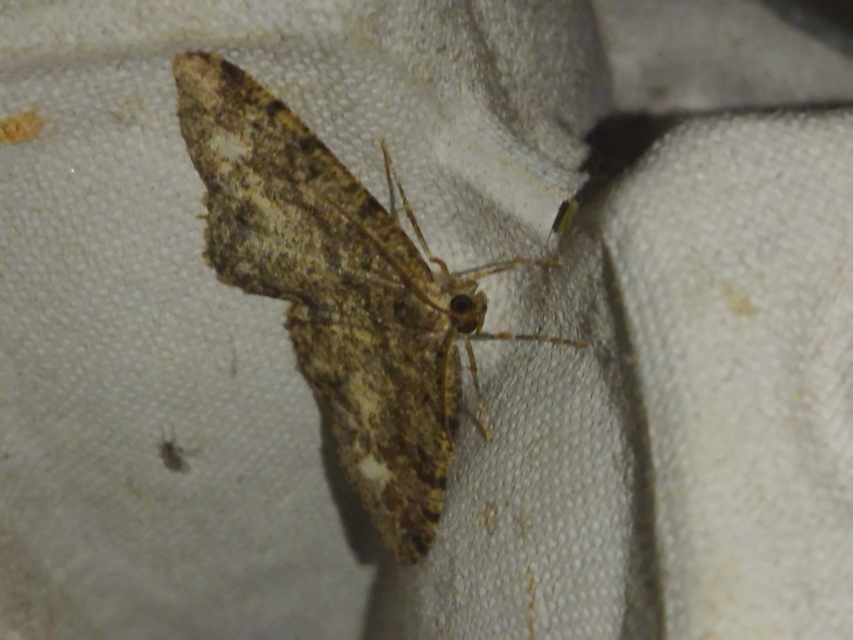 Parectropis similaria - barna zuzmóaraszoló