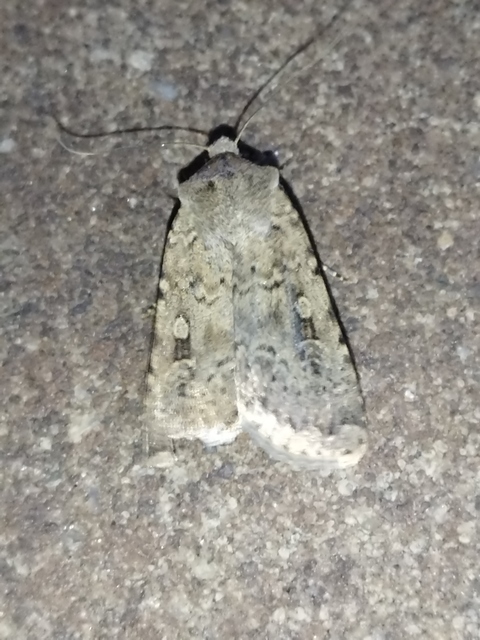 Rhyacia simulans - hamvas földibagoly