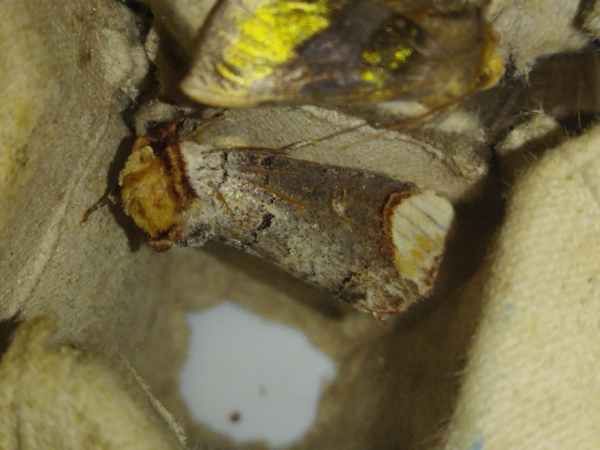 Phalera bucephala - sárgafoltos púposszövő