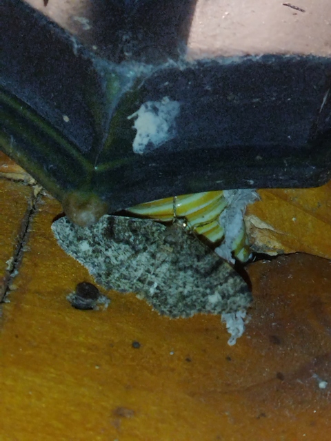 Parectropis similaria - barna zuzmóaraszoló
