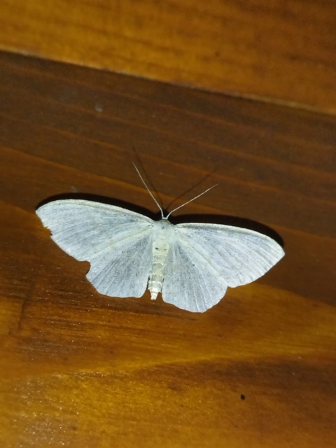 Scopula floslactata - tejfehér sávosaraszoló