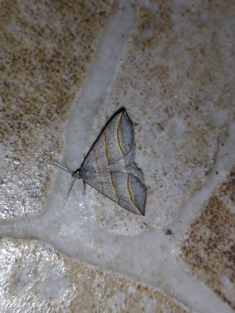 Colobochyla salicalis - háromsávos törpebagoly