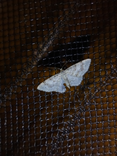 Hydrelia sylvata - havasi lápiaraszoló