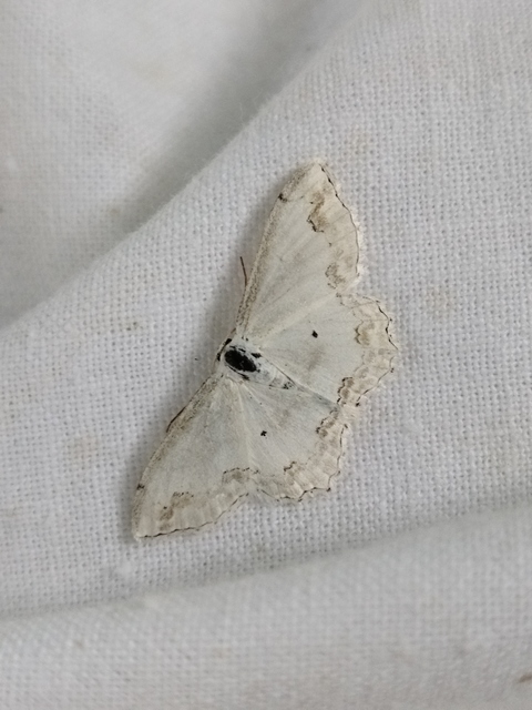 Scopula ornata - díszes fehéraraszoló