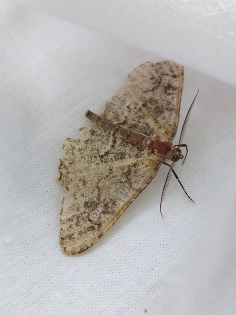 Alcis repandata - foltos faaraszoló