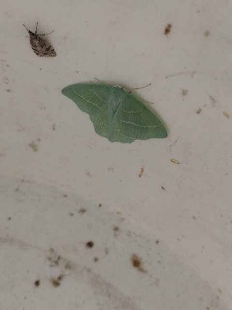 Hemistola chrysoprasaria - kékes zöldaraszoló