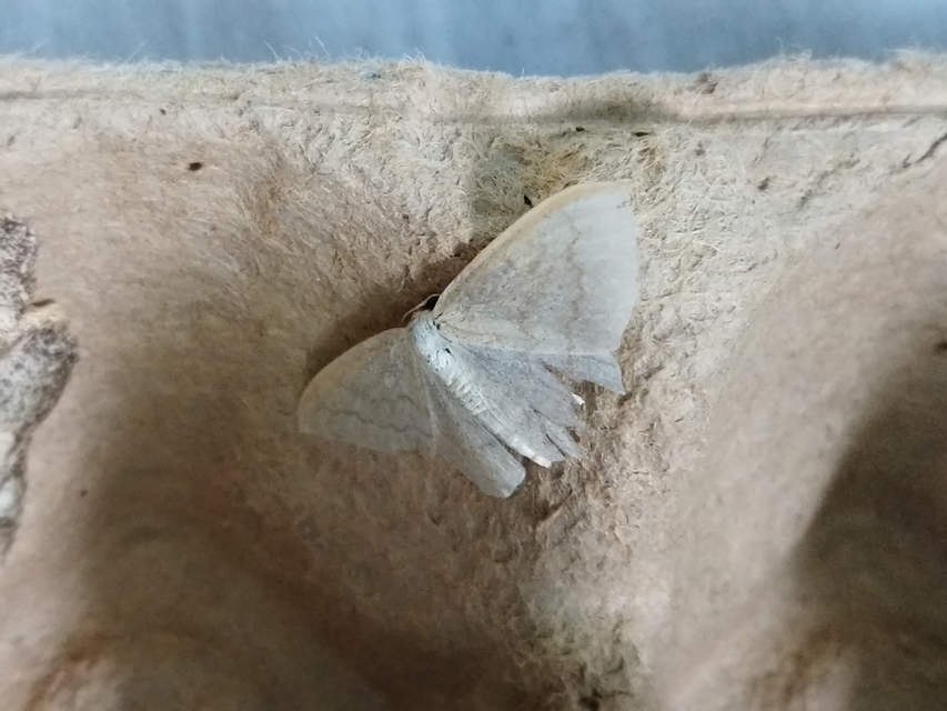 Scopula floslactata - tejfehér sávosaraszoló
